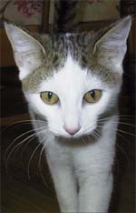 Chessie