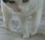 Gracie