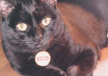 Pia