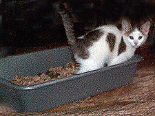 Chessie in the Litter Box