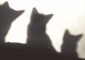 the shadows of our kittens