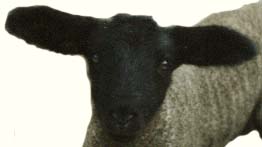 a Baby Lamb