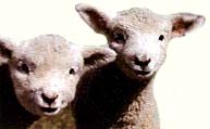 Baby Lambs