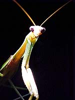 praying mantis by maglite, night of september 9