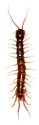 garden centipede