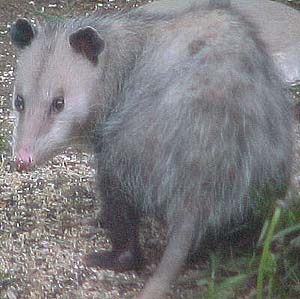 Possum