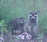 The Raccoon Family