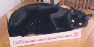 Pia is in her Uncommonly Good Crackers Box!