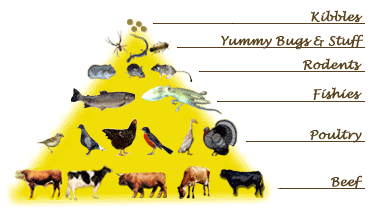 The Kitty Food Pyramid, from 10 Steps to Healthy, Boring Cats!