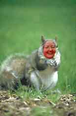 mom as a squirrel