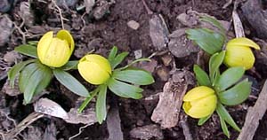 Hyemalis erianthus (species)