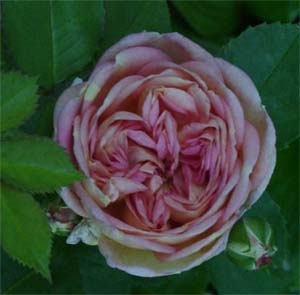 Rosa eglanteria hybrid X 'Golden Glow' 'Alchymist'