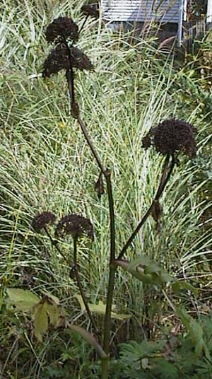 Angelica gigas 