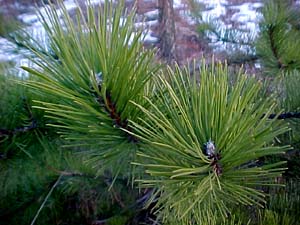 Pinus nigra (species)