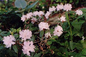 Rhododendron (unknown) (unknown)