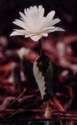 Sanguinaria canadensis 'Flore Pleno'