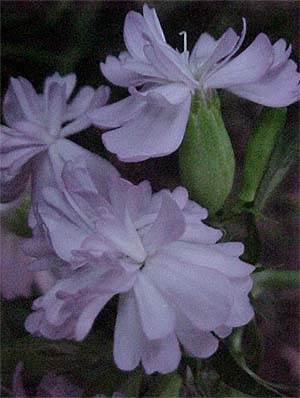 Saponaria officinalis flore pleno 'Rosea'