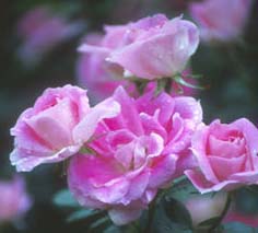 Rosa 'Meipitac' or 'Carefree Wonder'