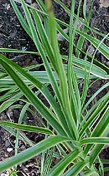 Carex 'Oehme'