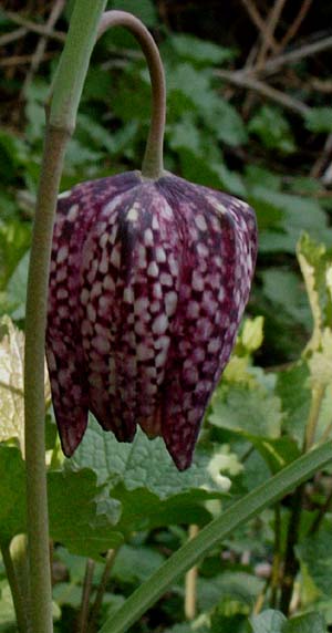 Fritillaria meleagris (species)