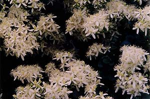 Clematis paniculata syn. virginiana 