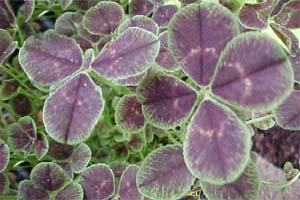 trifolium repens purpurascens 
