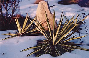 Yucca filamentosa 'Colorguard'