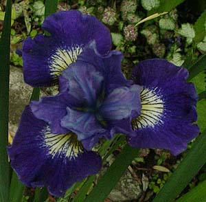 Iris siberica 'Coronation Fanfare'