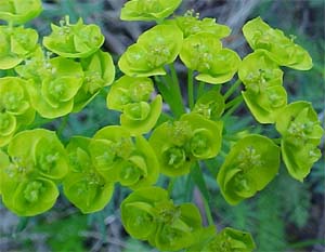 Euphorbia cyparissus (species)