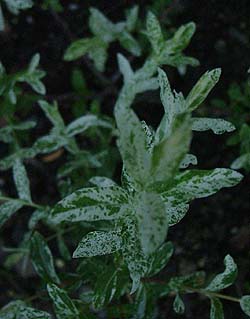 Salix integra 'Albo-maculata'