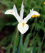 Iris hollandica Mixed