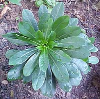 Euphorbia amygdaloides 'Robbia'