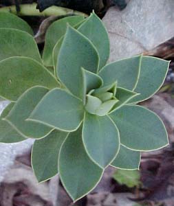 Euphorbia myrcinities 