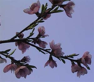Prunus persica 'Fingerlakes'