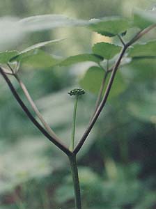 Panax quinquefolium (species)