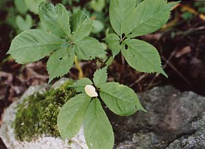 Panax quinquefolium (species)