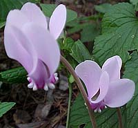 Cyclamen hederifolium (species)