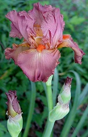 Iris germanica 'Homecoming Queen'