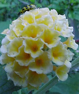 Buddlea weyeriana 'Honeycomb'