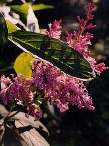 Syringia josikaea (species)