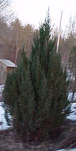 Juniperus communis (species)