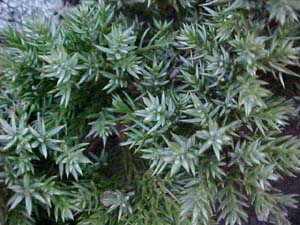 Juniperus prostrata 
