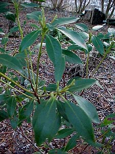 Kalmia latifolia (species)