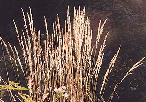 Calamagrostis acutiflora 'Karl Foerster'