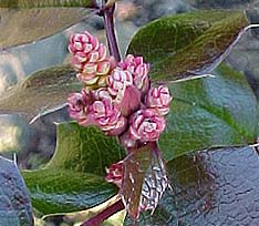 Mahonia aquifolium 