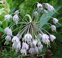Allium cernum (species)