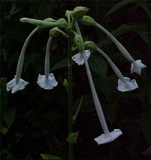 Nicotiana 'Onley the Lonely'