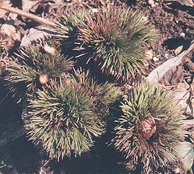 Paeonia tenuifolia 'Plena'