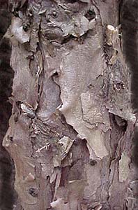 Juniperus x media 'Phitzeriana'