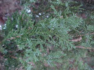 Juniperus x media 'Phitzeriana Aurea'
